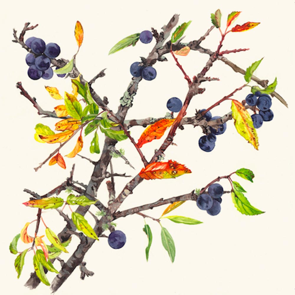 A drawing of a branch with green and orange leaves and navy berries.