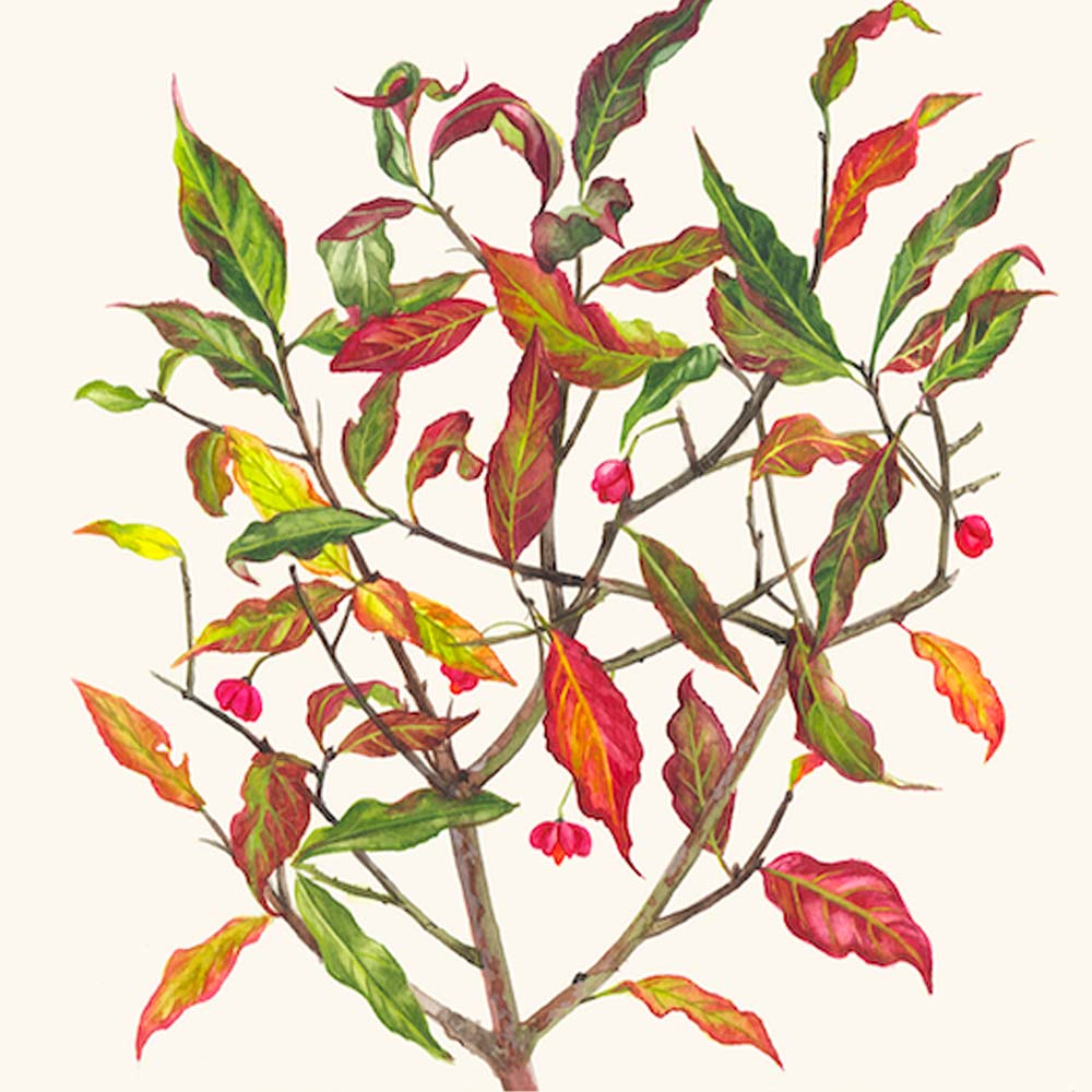 A branch with orange, red and green leaves with a few tiny red flowers.